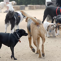 Herb Katz Dog Park at Joslyn Park photo 2